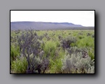 Click to enlarge 819 shelr bpk 14062005 wild horse pasture up ahead.jpg